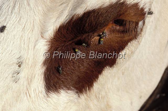 tomme de savoie 06.JPG - Mouches autour de l'oeil d'une vacheFace fliesAlpageMassif des BaugesSavoieFrance